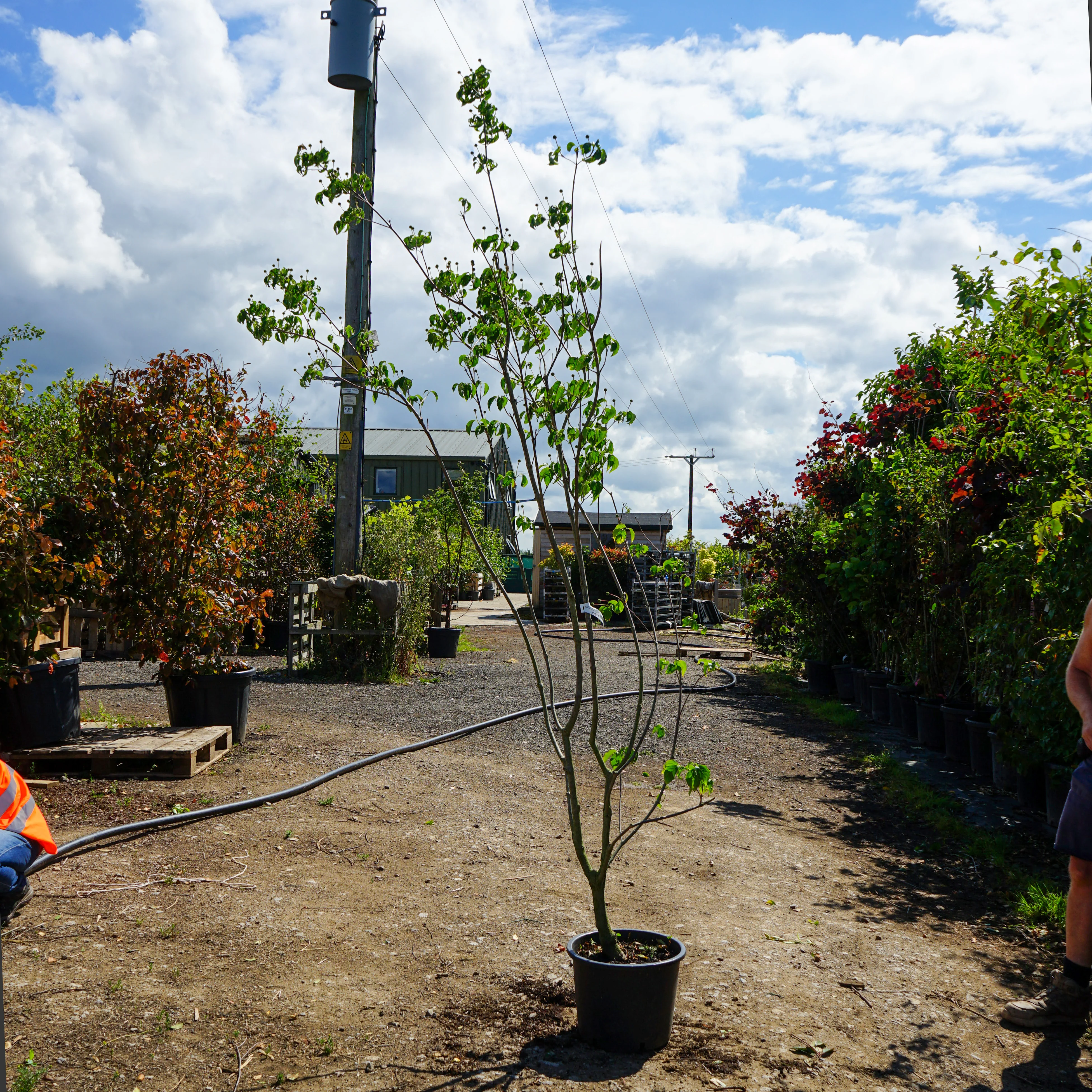 Assorted Mature Flowering Dogwood Trees - Image 3