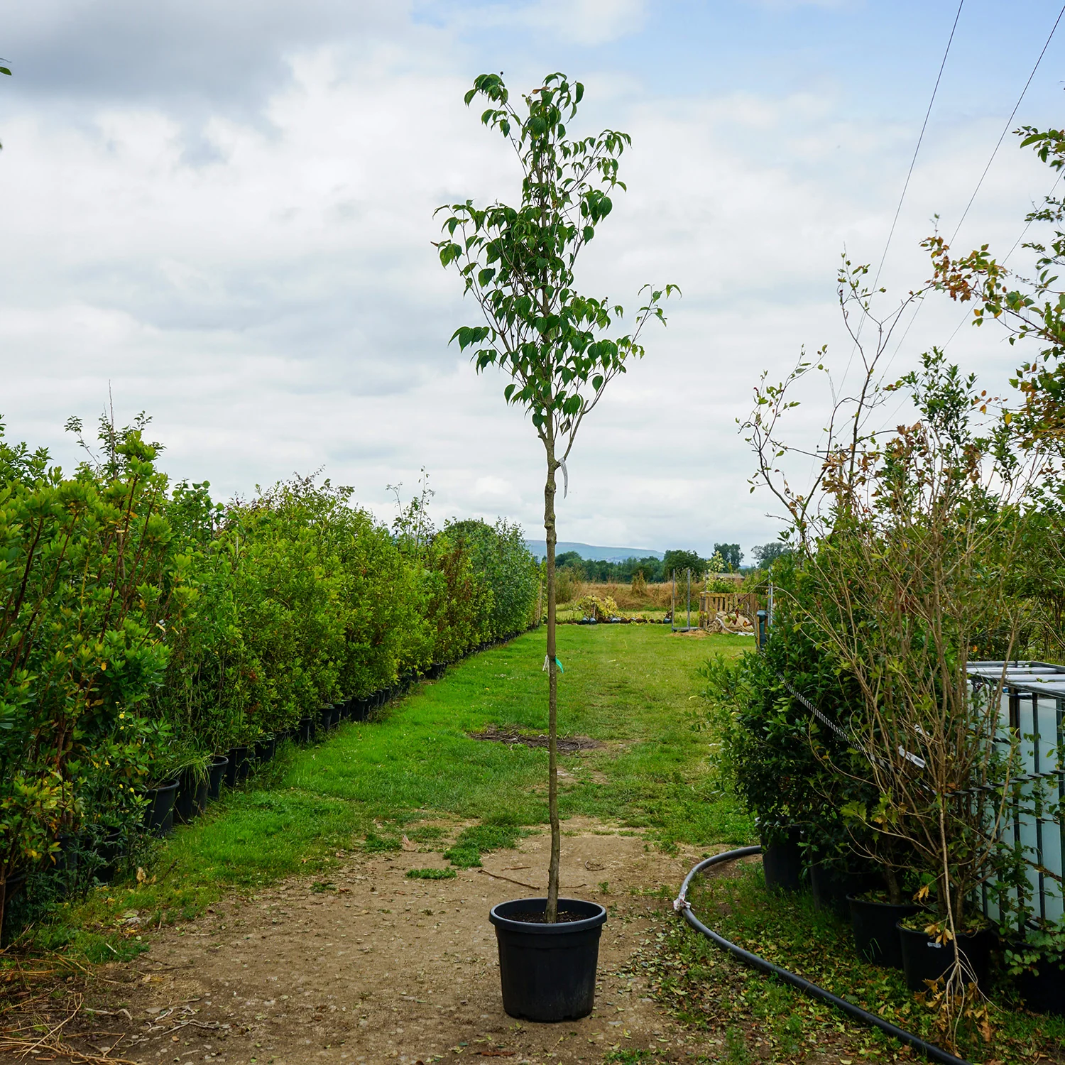 Assorted Mature Flowering Dogwood Trees - Image 6