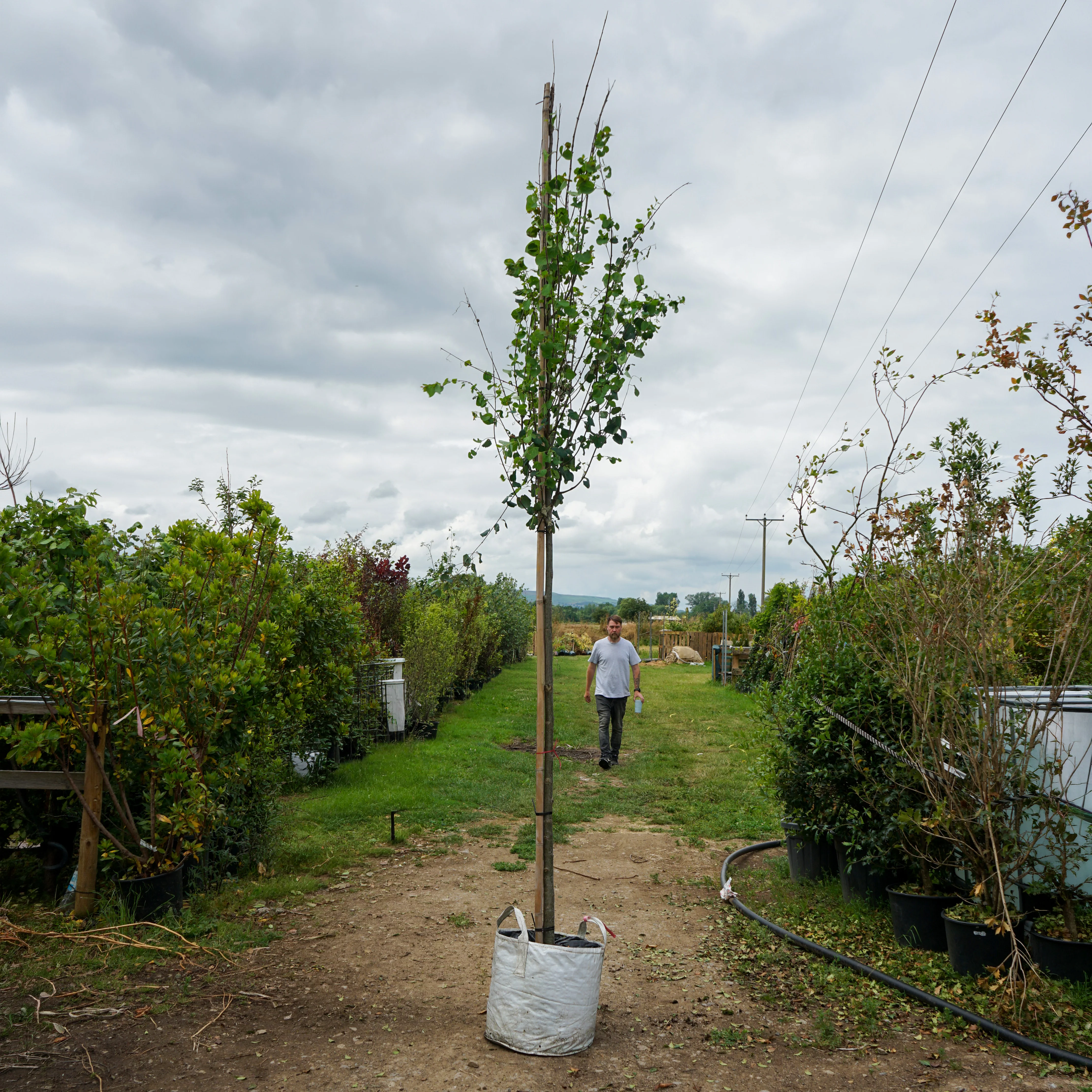 Clearance Mature Trees