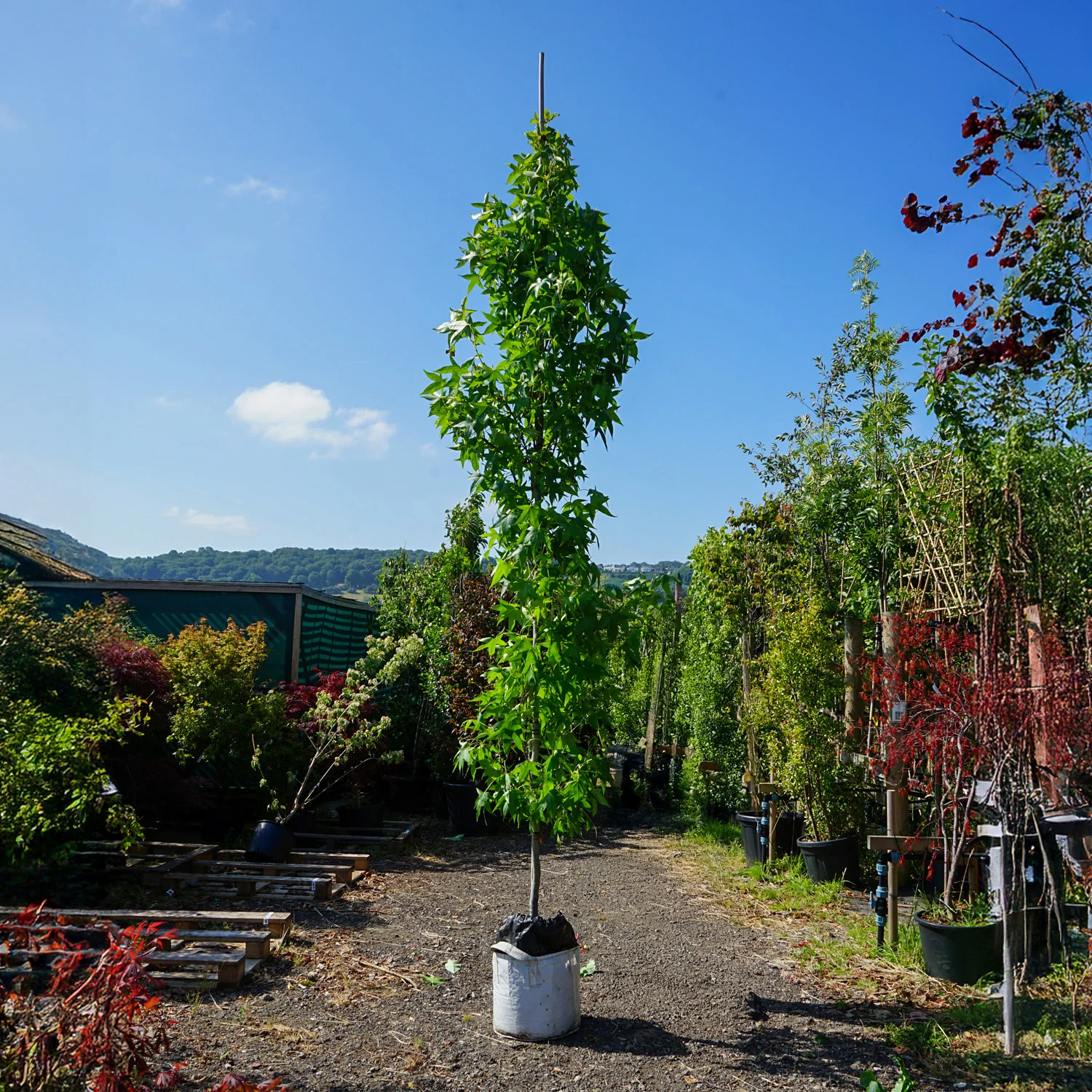 Assorted Mature Sweet Gum Trees