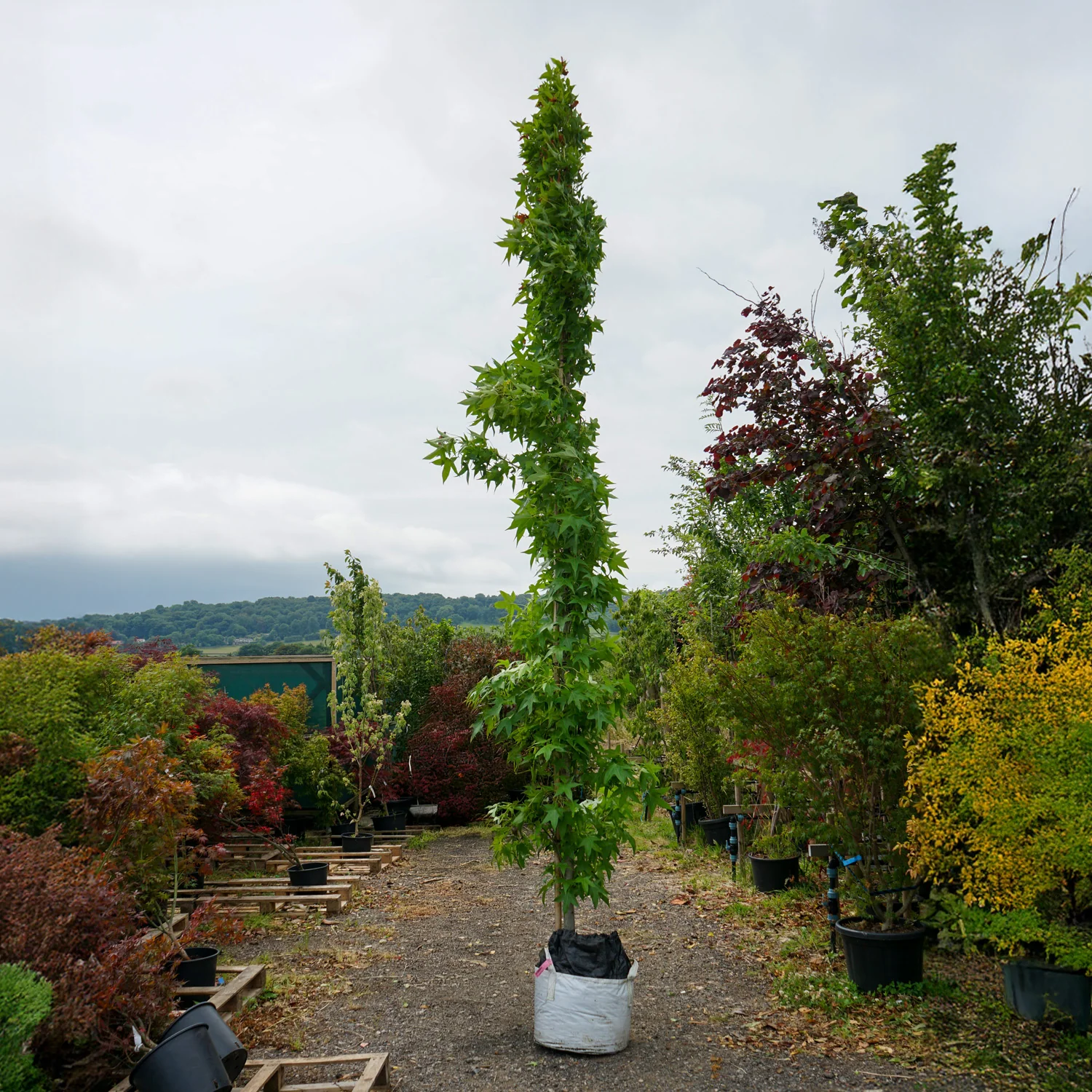 Assorted Mature Sweet Gum Trees - Image 2