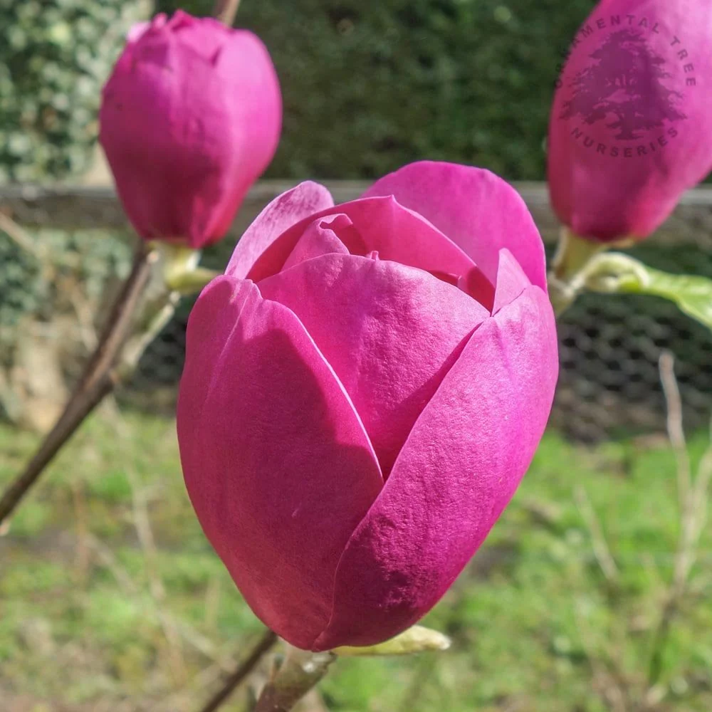 Magnolia x soulangeana 'Black Tulip' Tree
