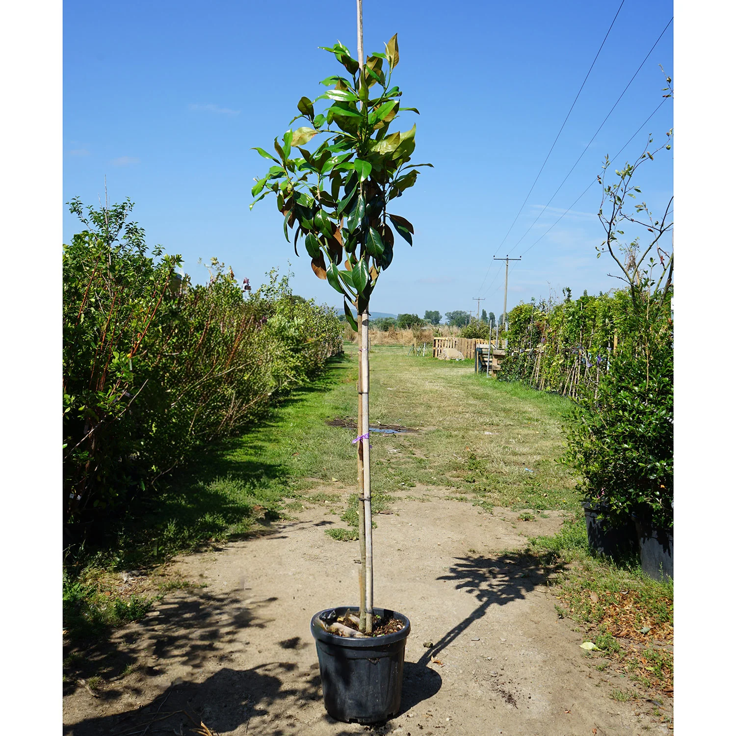 Assorted Mature Magnolia Trees - Image 5