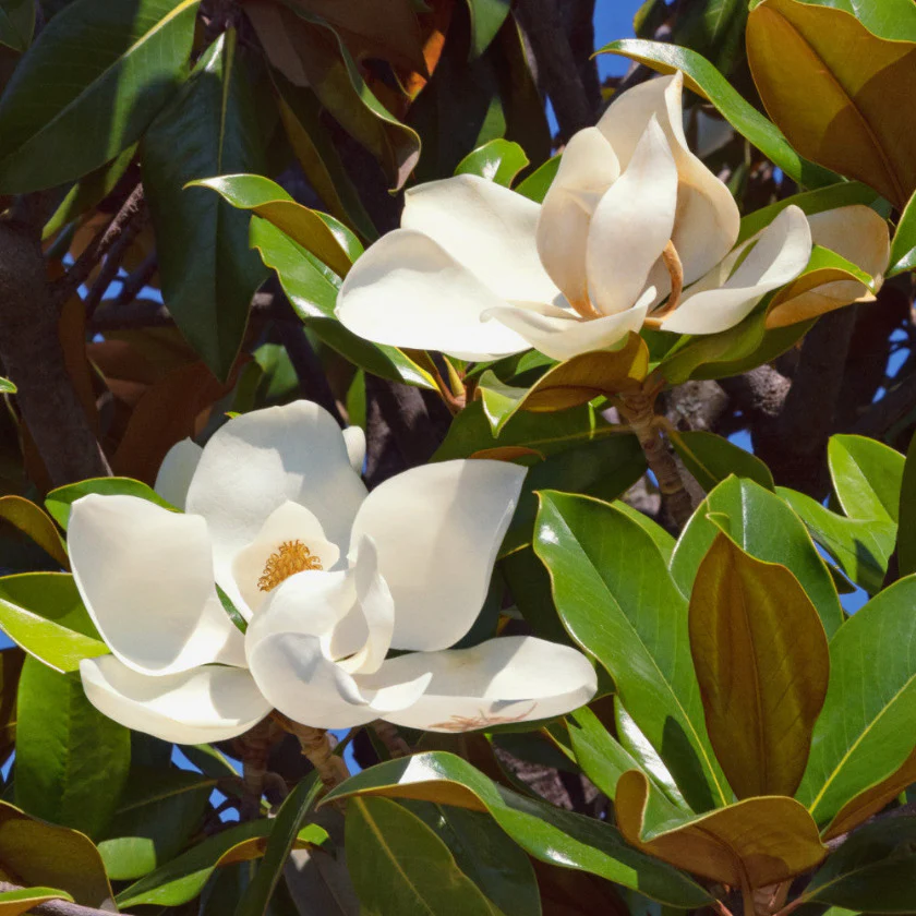 Assorted Mature Magnolia Trees - Image 6