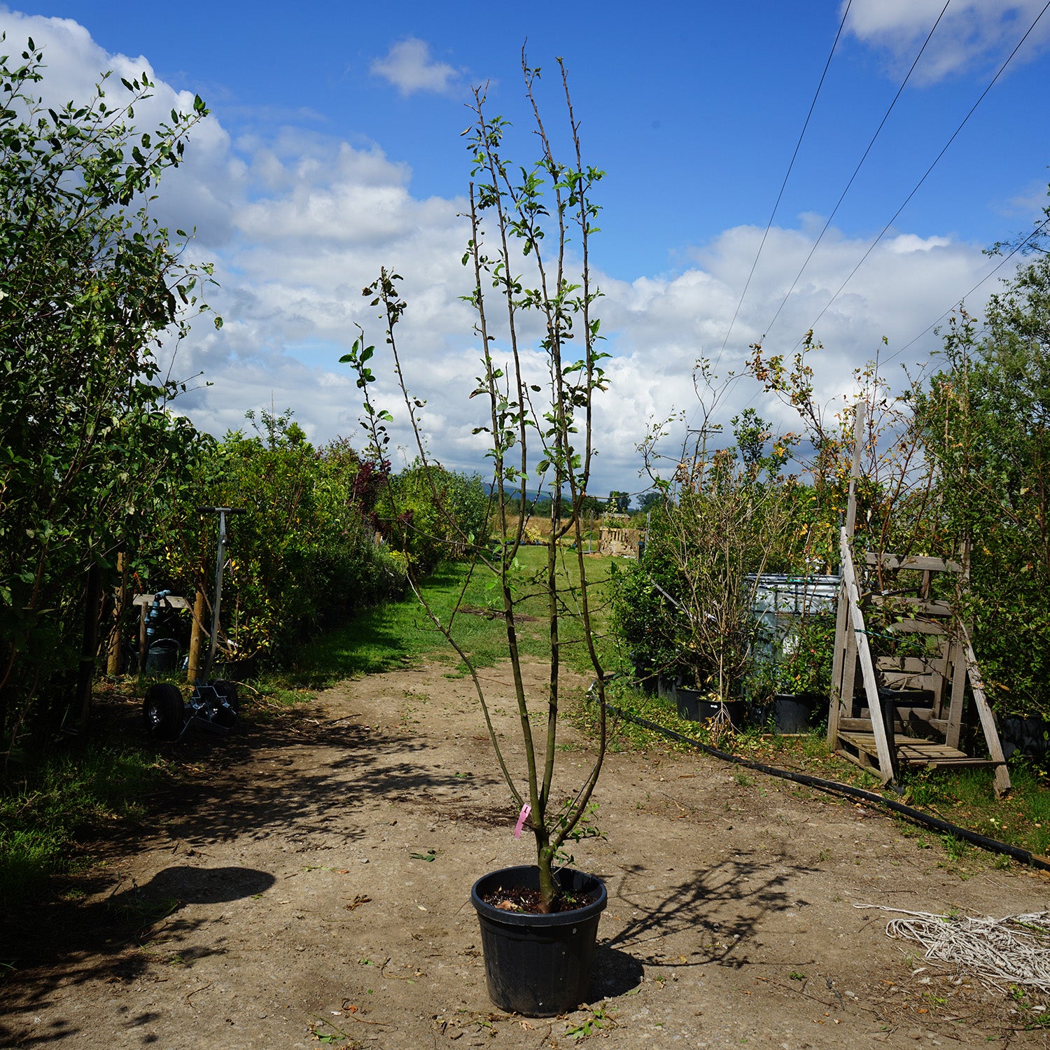 Assorted Mature Crab Apple Trees - Image 4