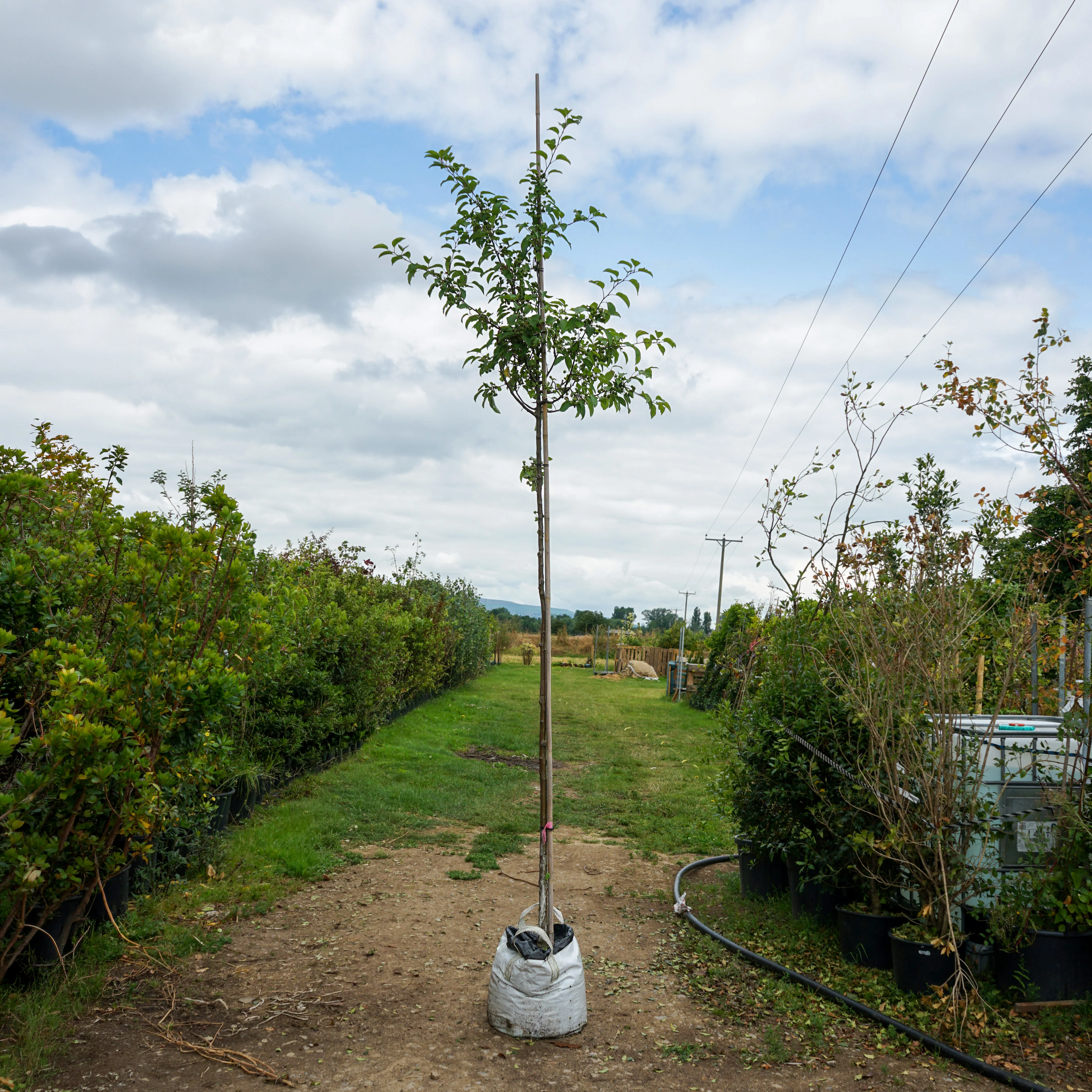 Assorted Mature Crab Apple Trees - Image 5
