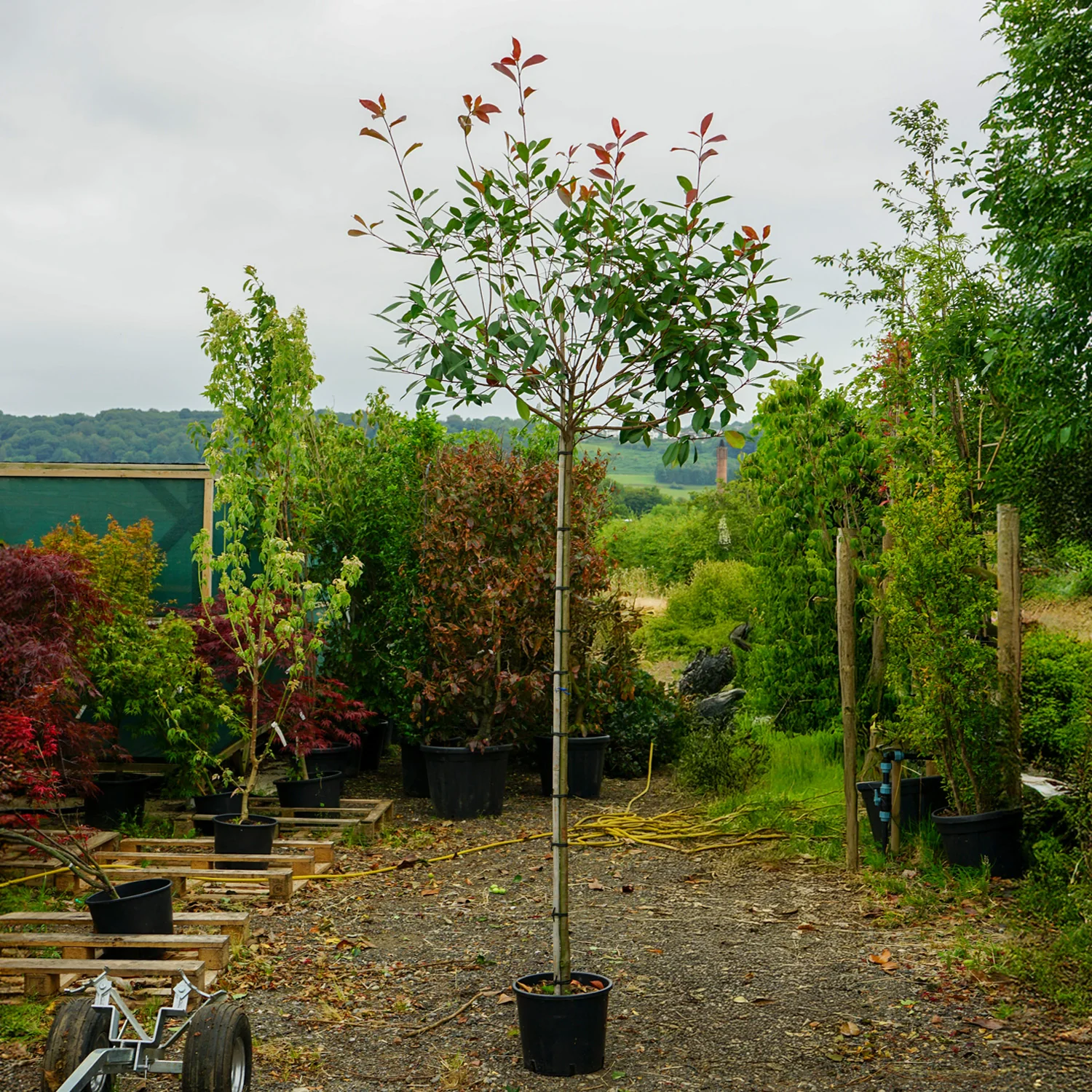 Assorted Mature Photinia Trees - Image 3