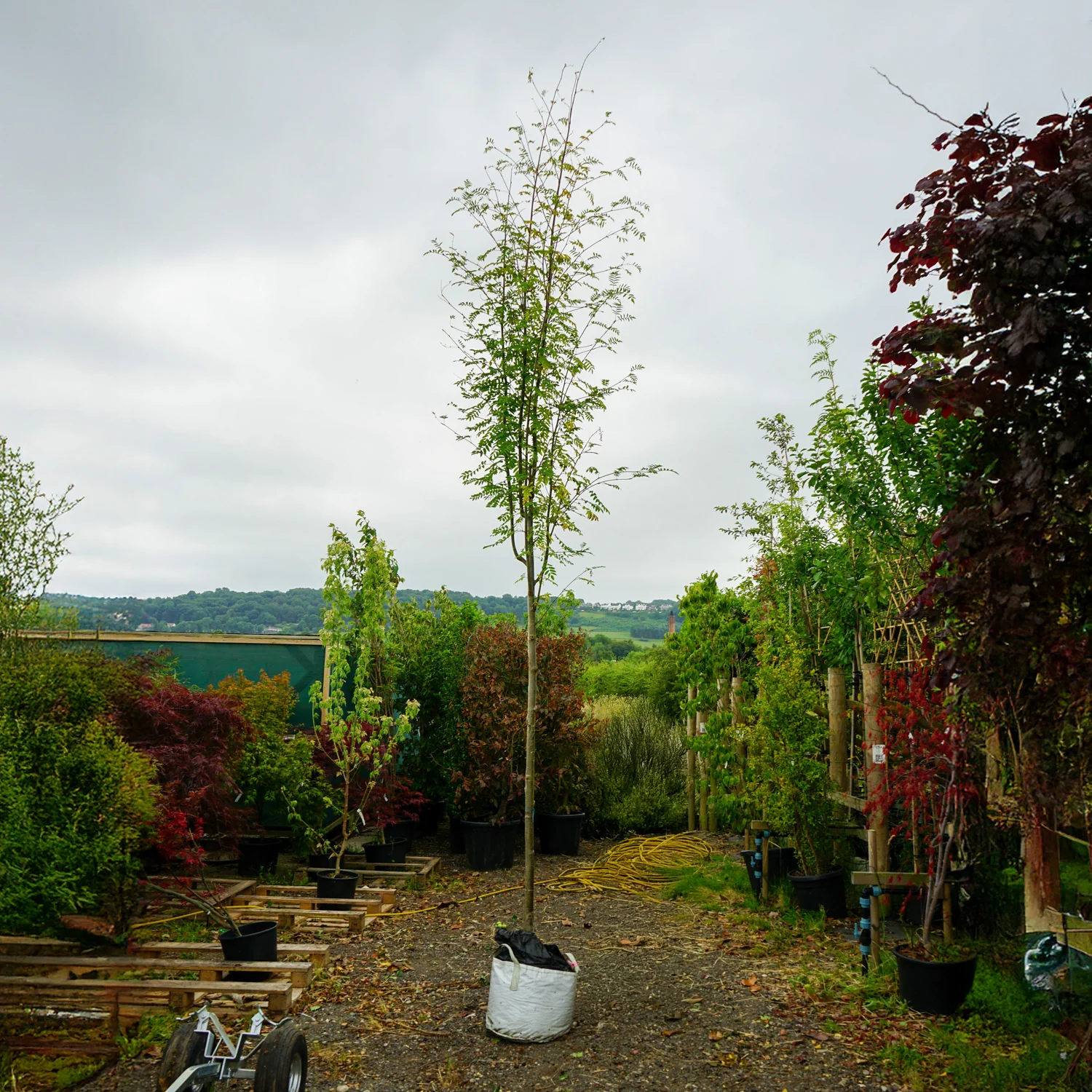 Assorted Mature Rowan Trees - Image 2