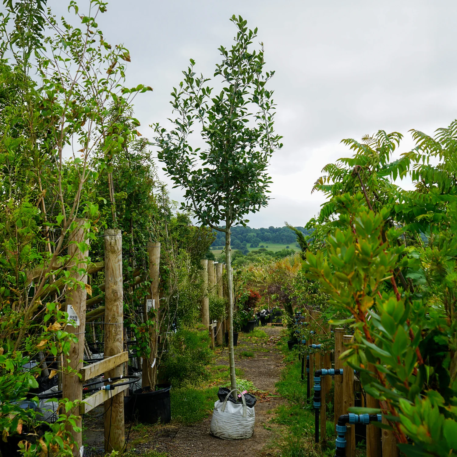 Assorted Mature Hawthorn Trees