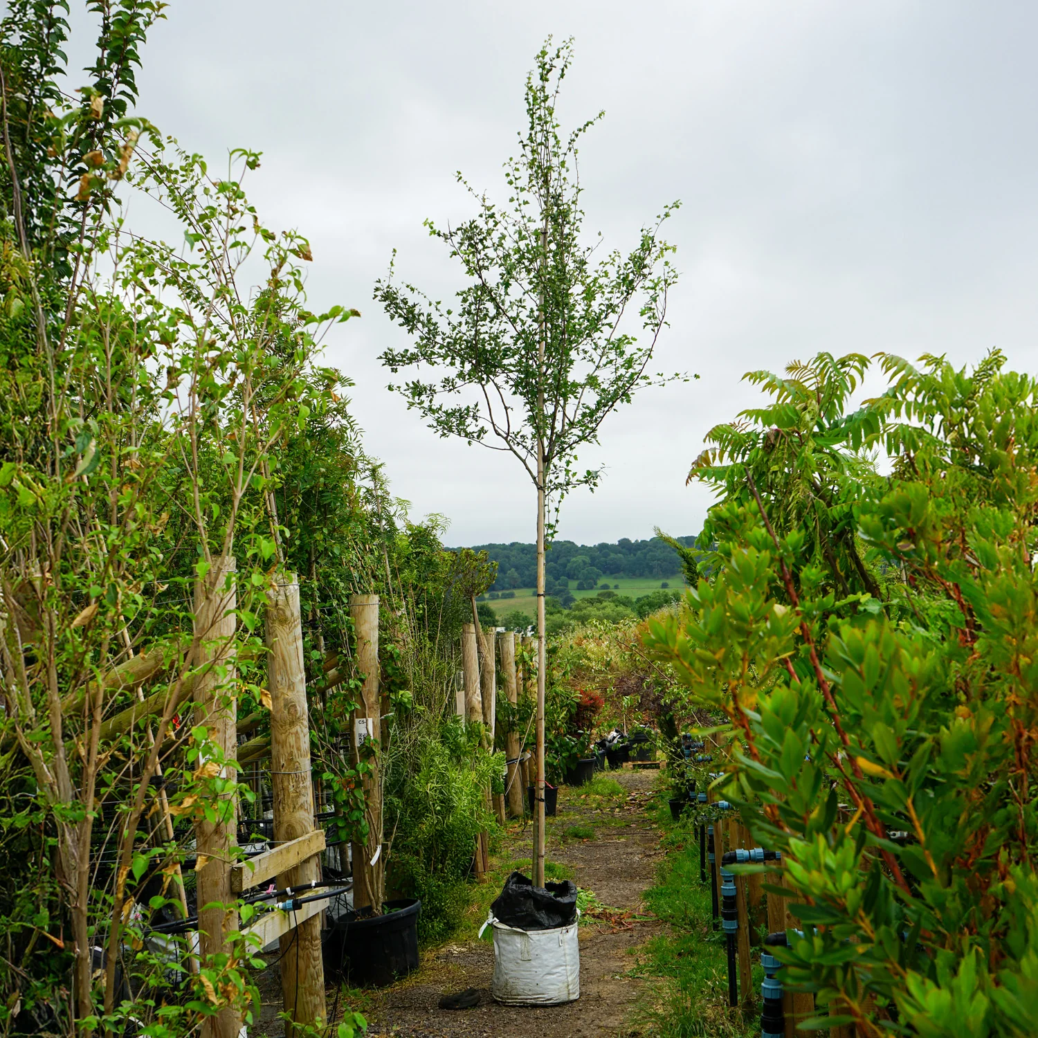 Assorted Mature Hawthorn Trees - Image 2
