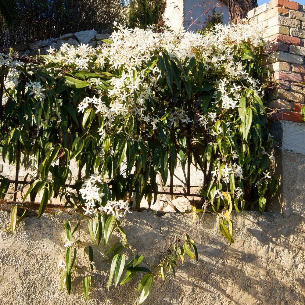 Clematis armandii - Image 2