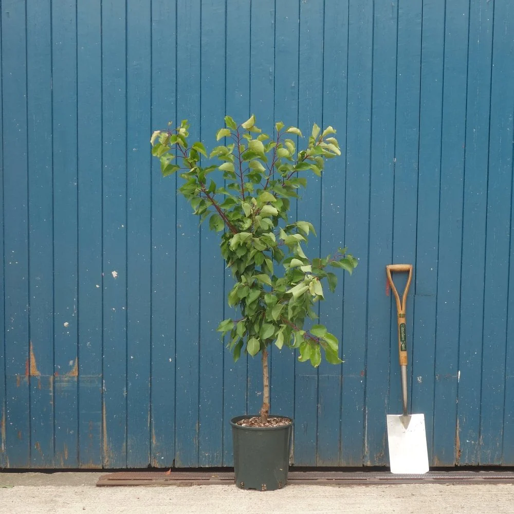 Compacta Apricot Tree - Image 2