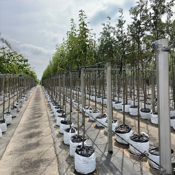 Conference Pear Tree - Image 10