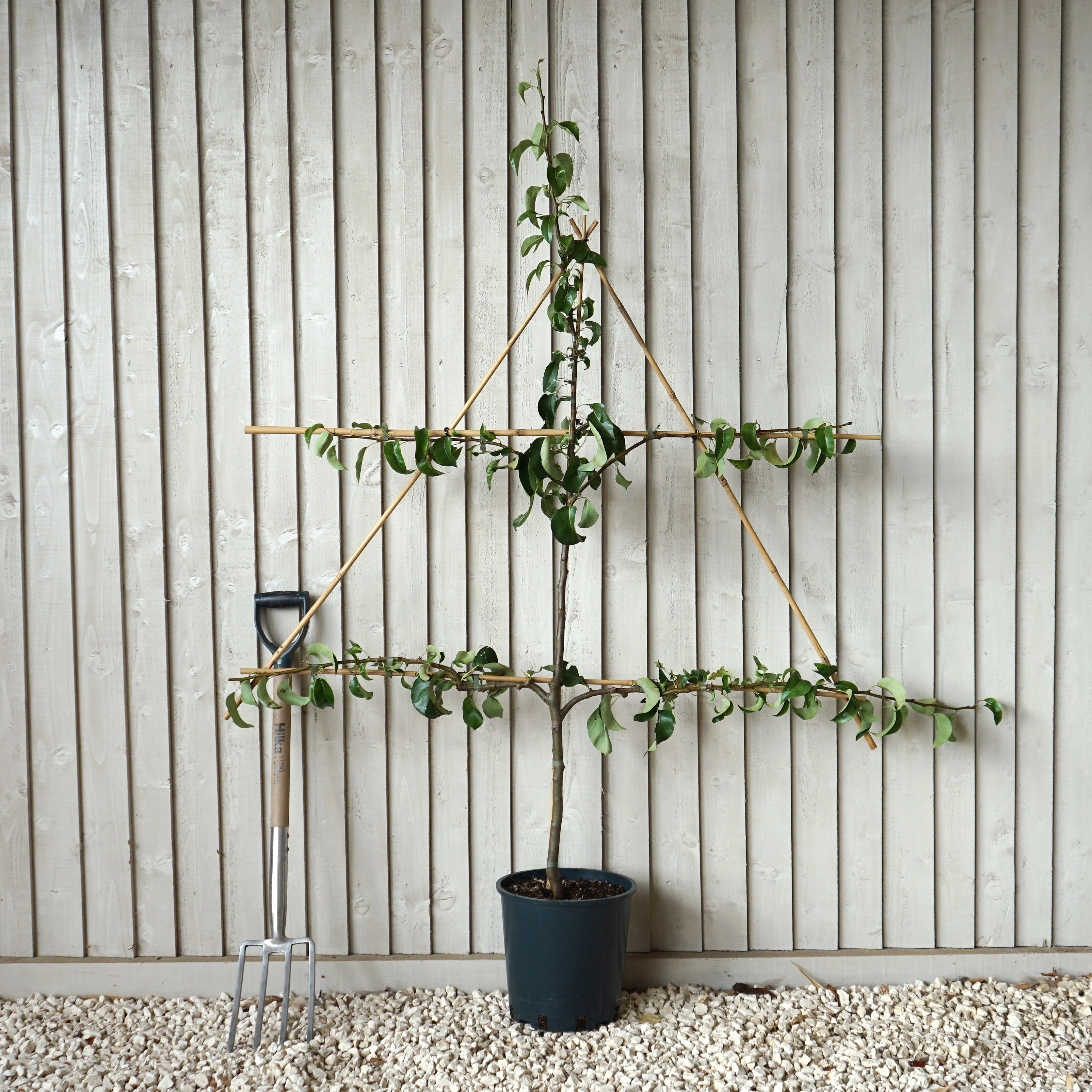 Conference Pear Tree - Image 8