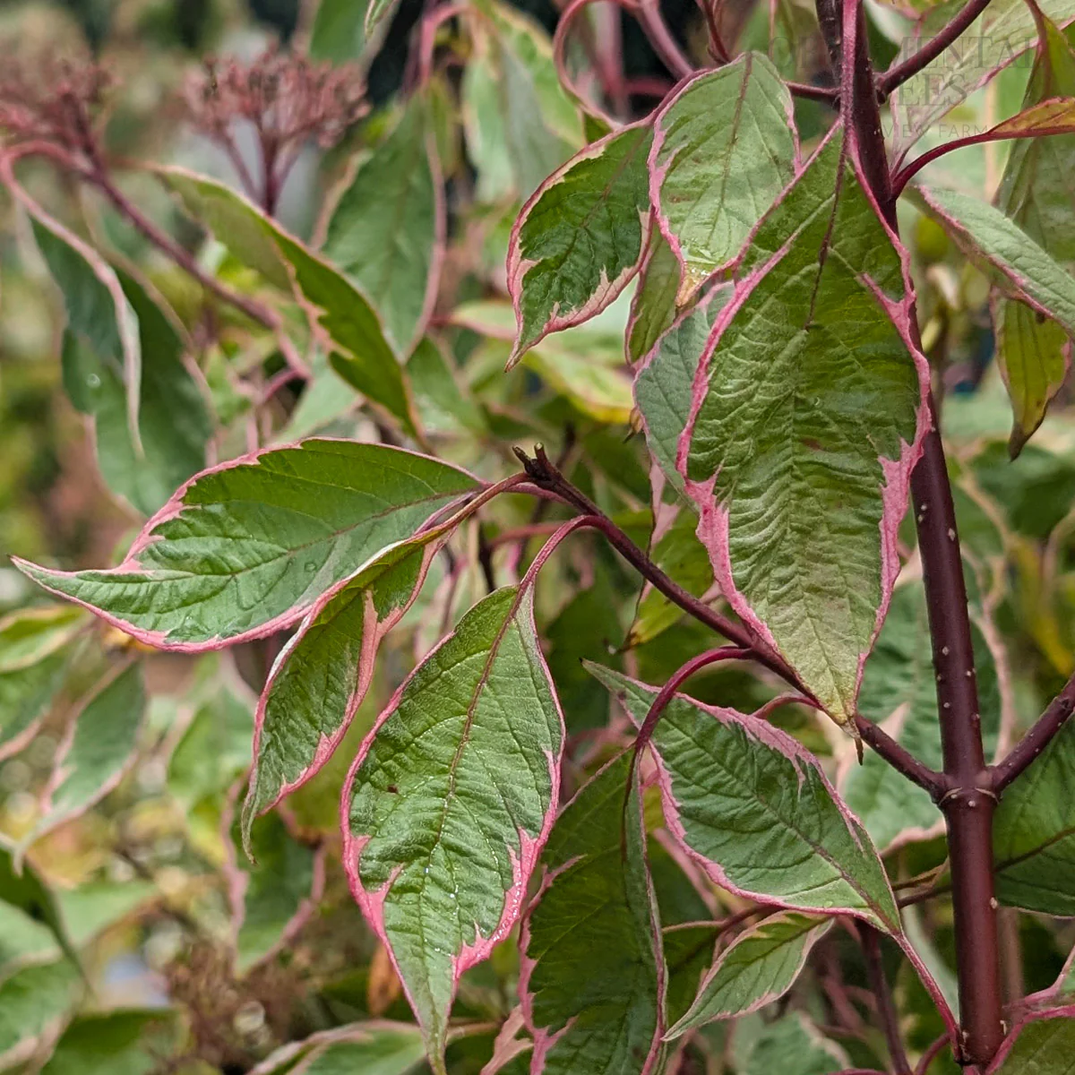 Cornus alba 'Miracle' Shrub