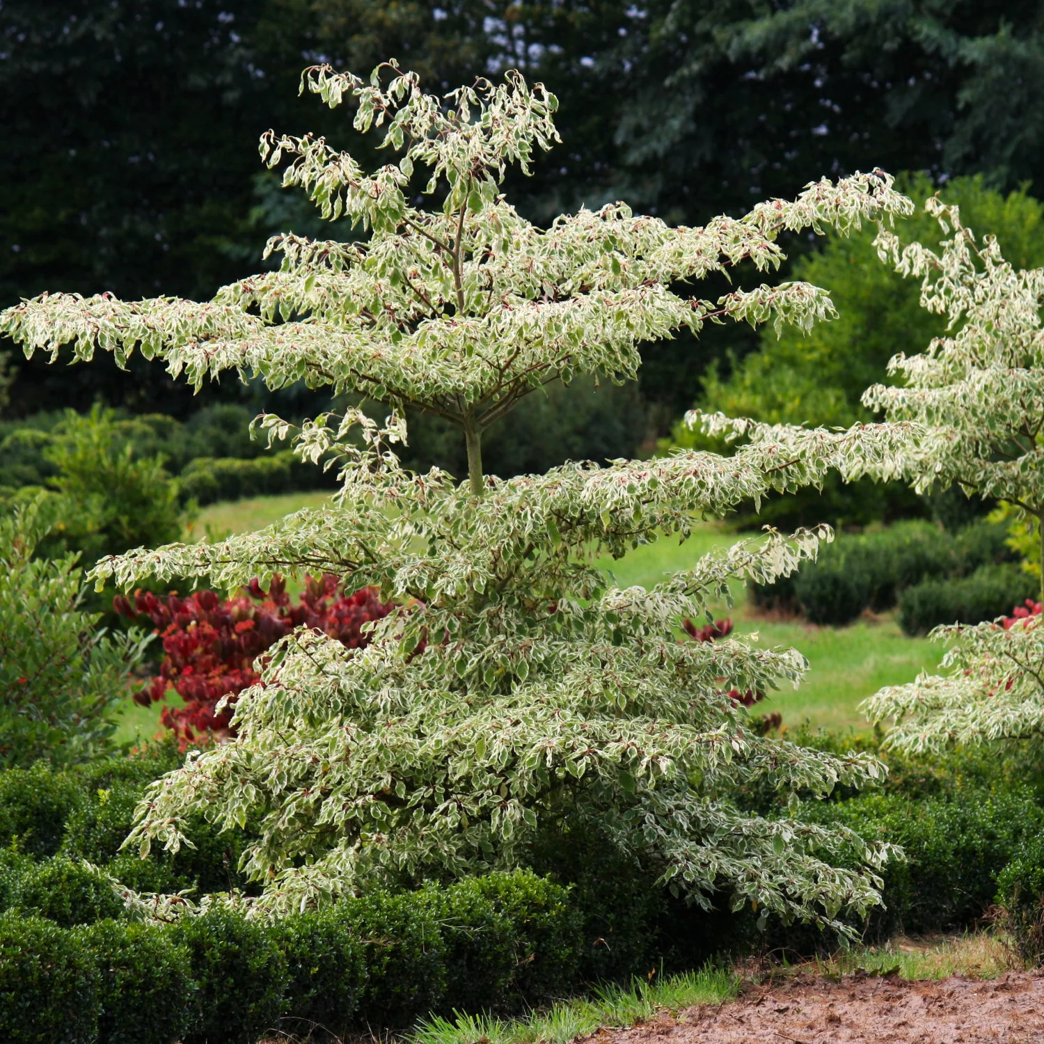 Cornus controversa 'Variegata' Tree