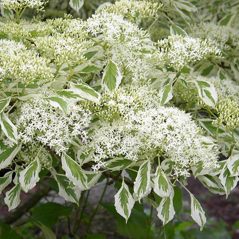 Cornus controversa 'Variegata' Tree - Image 2