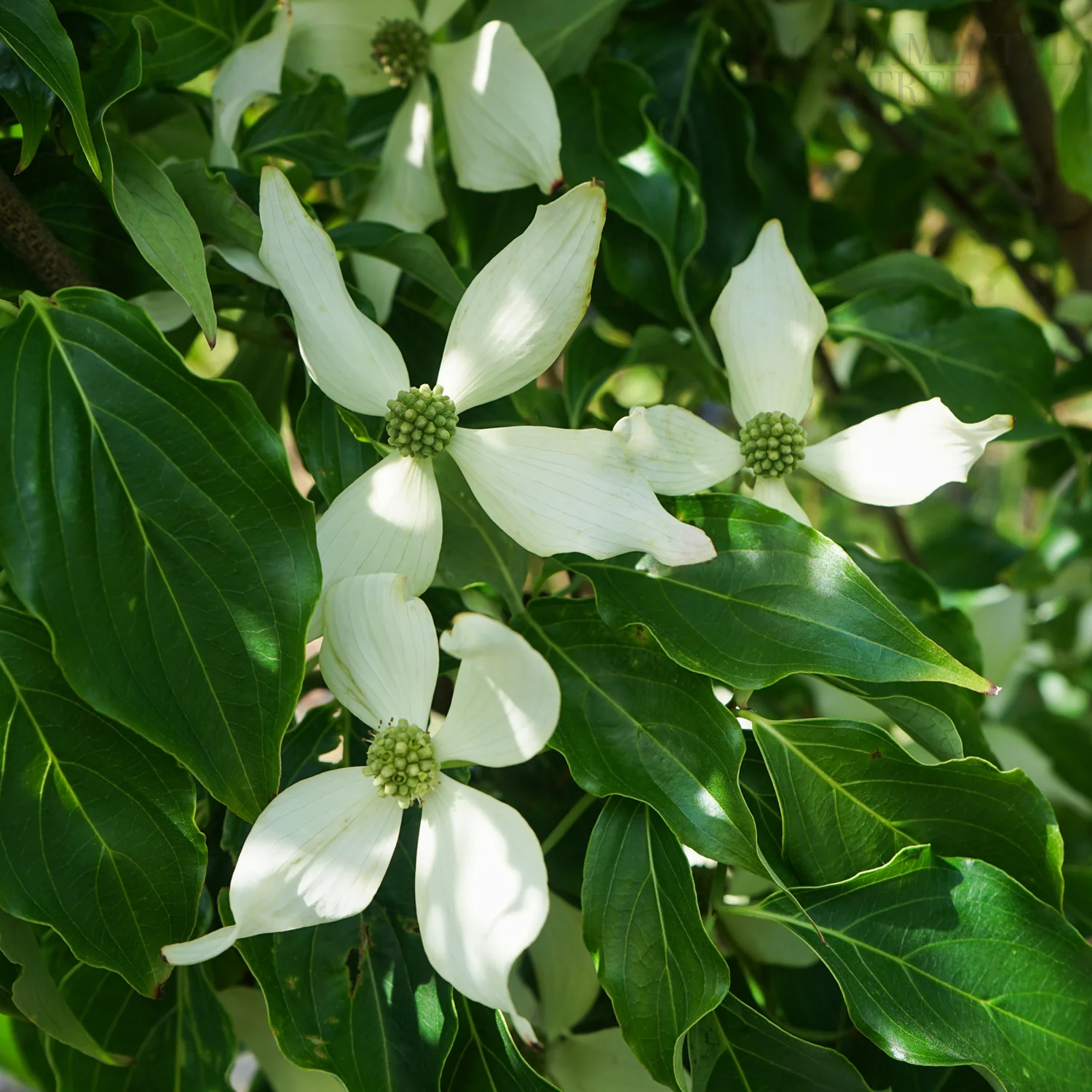 Cornus kousa 'Blue Shadow'