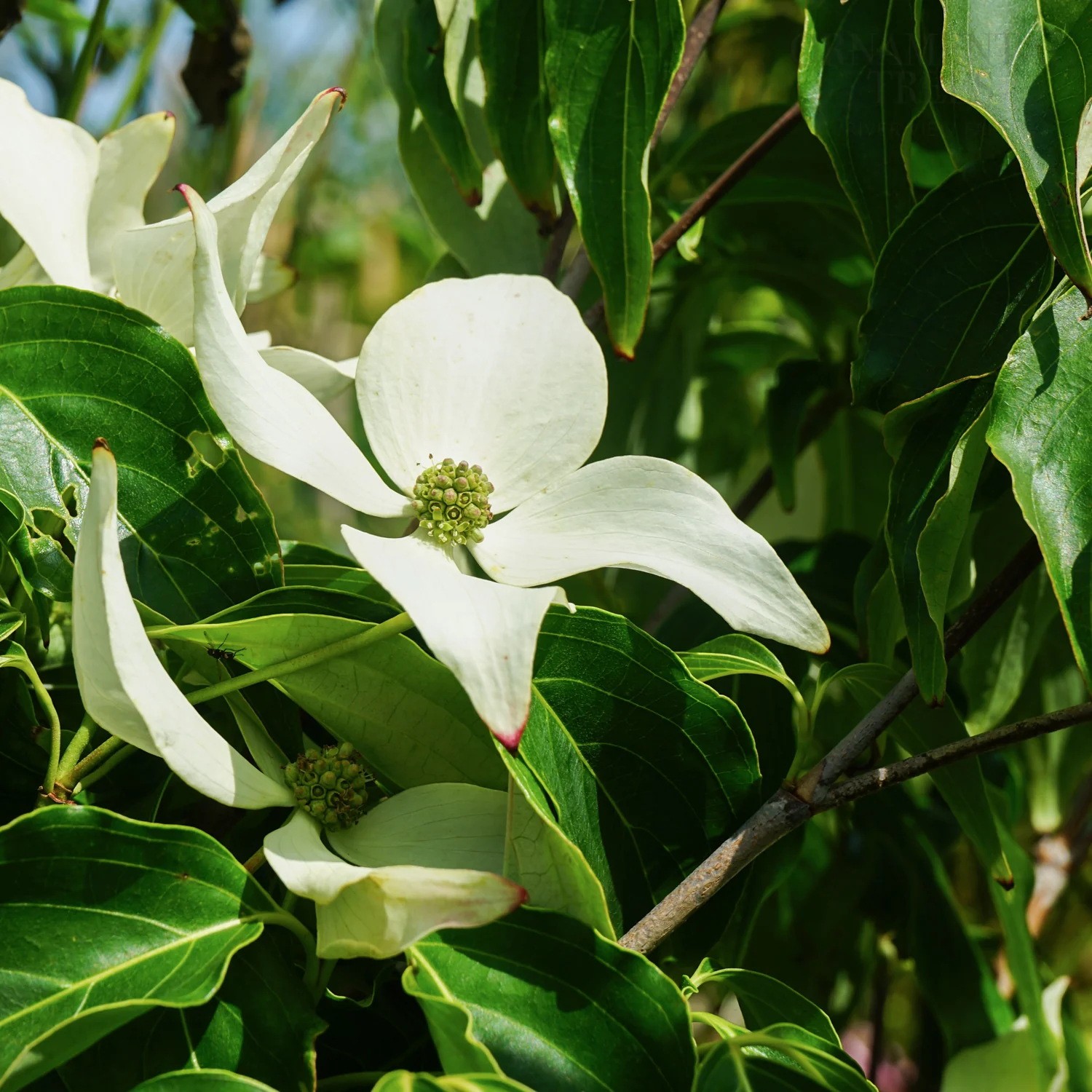 Cornus kousa 'Blue Shadow' - Image 3