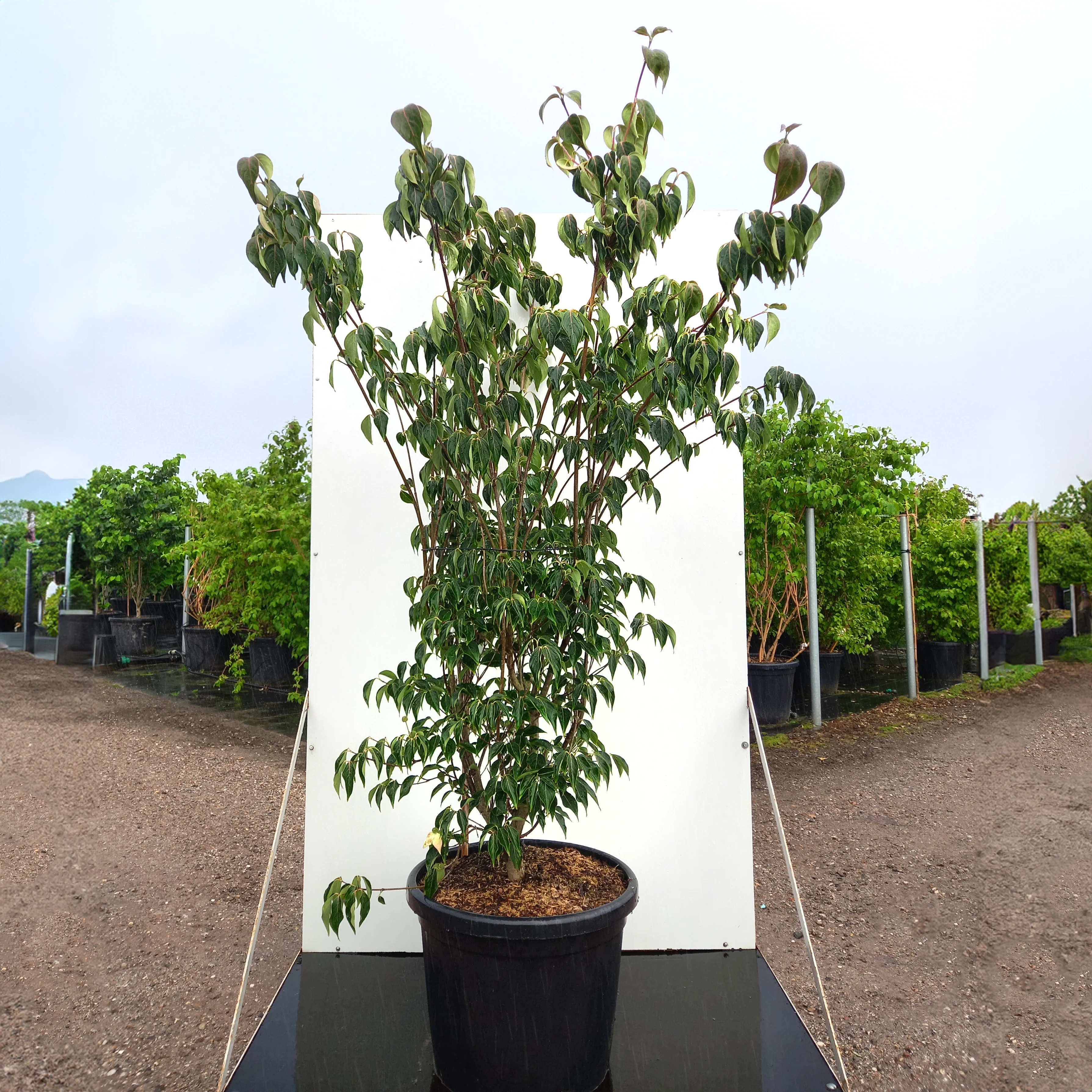 Cornus kousa 'Blue Shadow' - Image 4