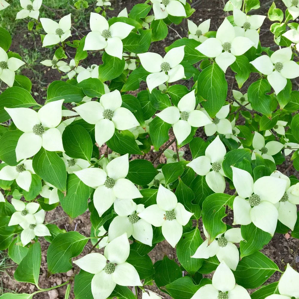 Cornus kousa 'China Girl' Tree