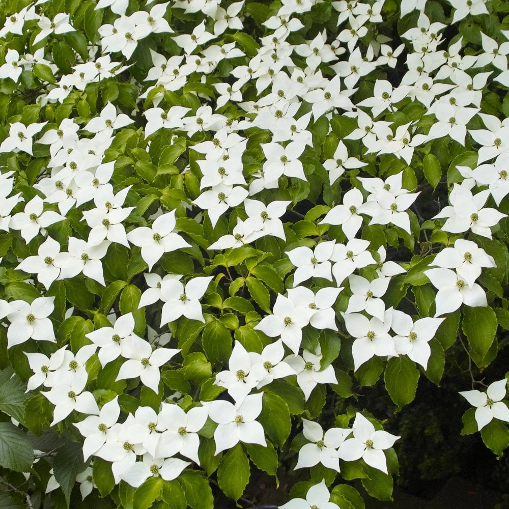 Cornus kousa var. chinensis Tree