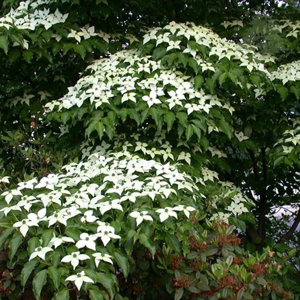 Cornus kousa var. chinensis Tree - Image 2