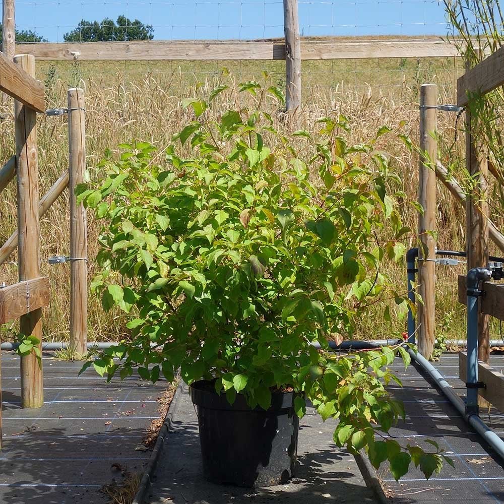 Cornus sanguinea 'Midwinter Fire' Shrub - Image 5