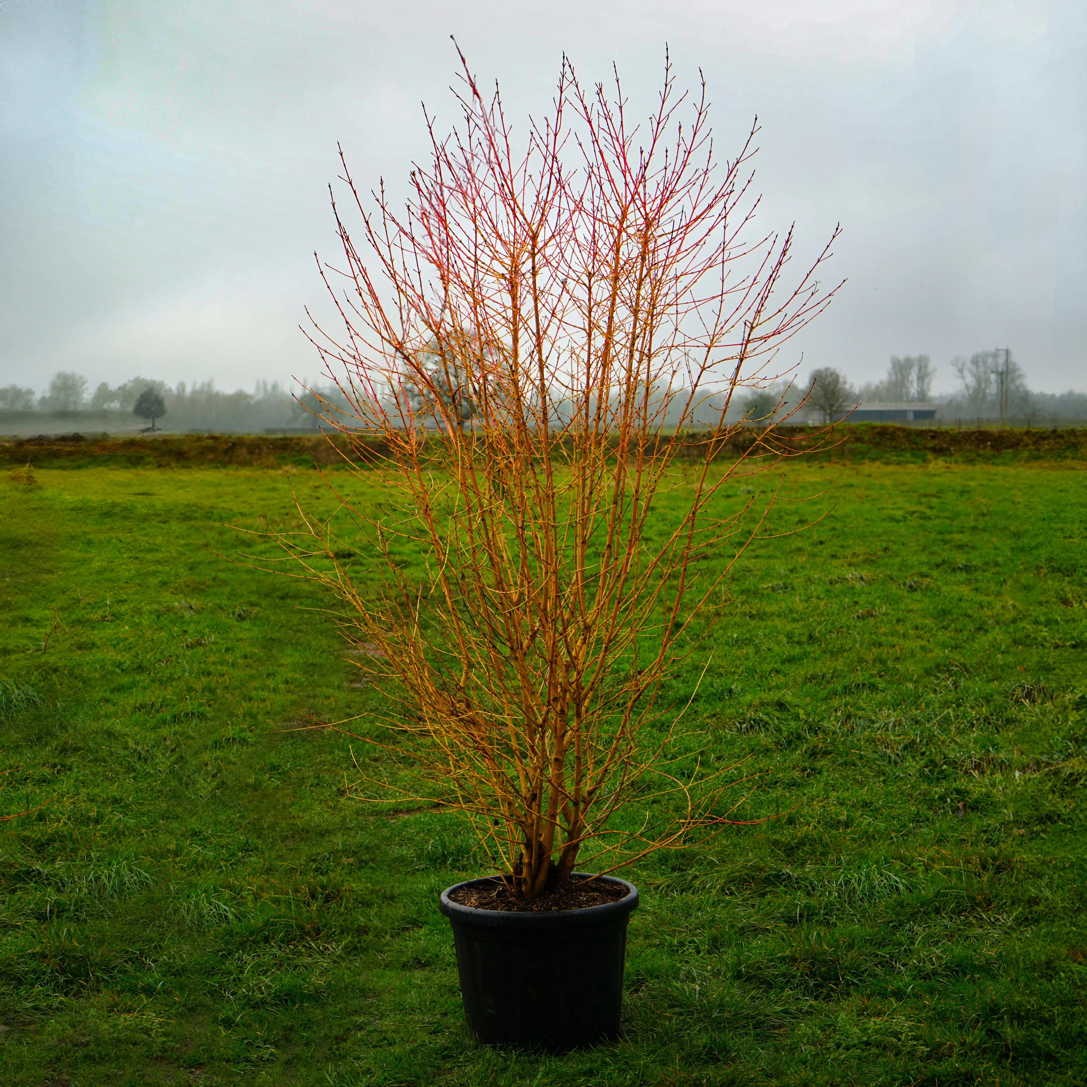Cornus sanguinea 'Midwinter Fire' Shrub - Image 6