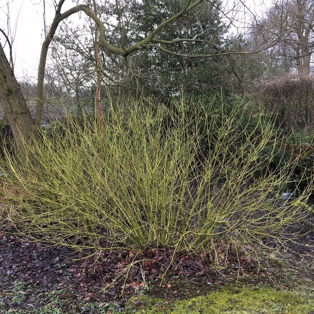 Cornus sericea 'Flaviramea' Shrub - Image 3