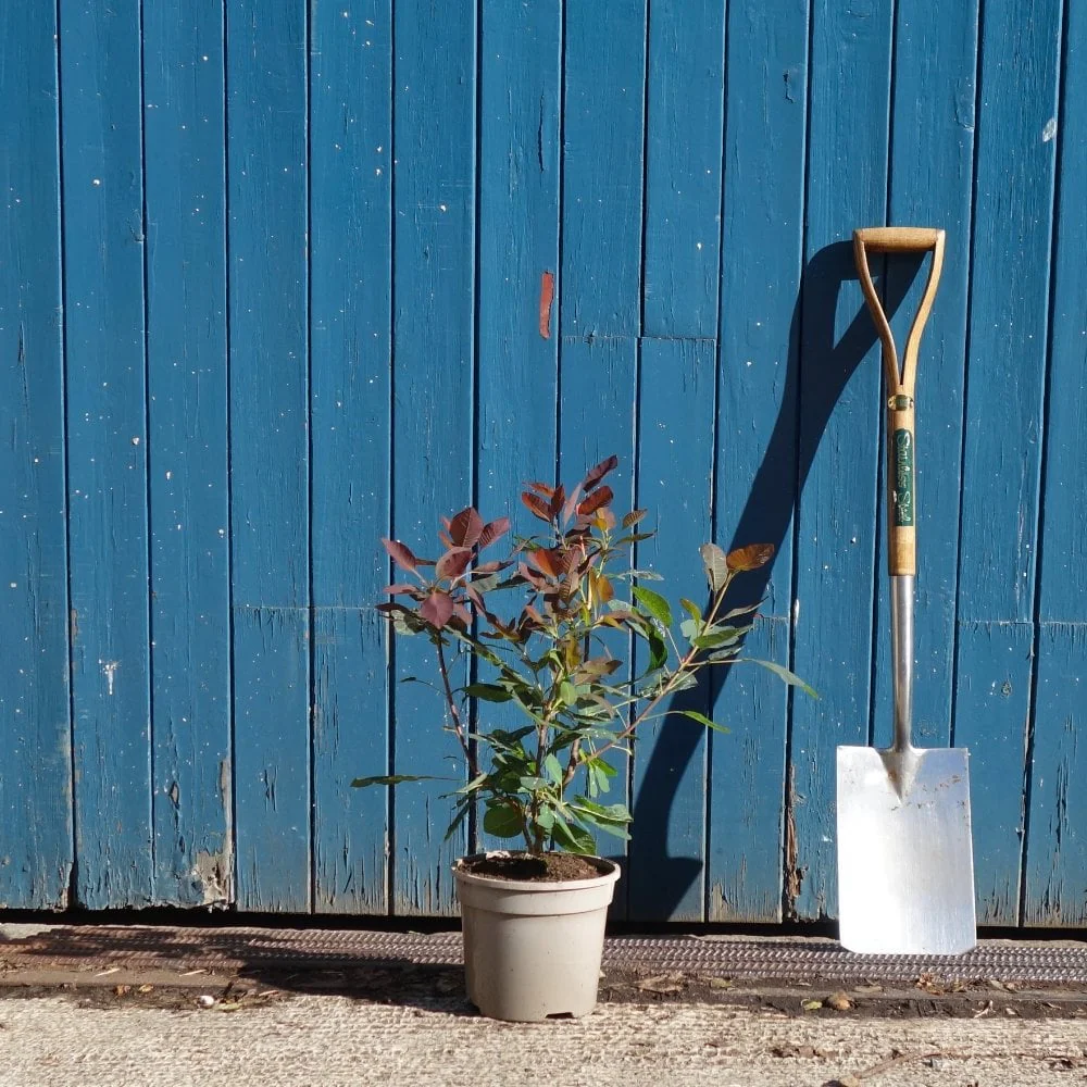 Cotinus 'Grace' Bush - Image 3