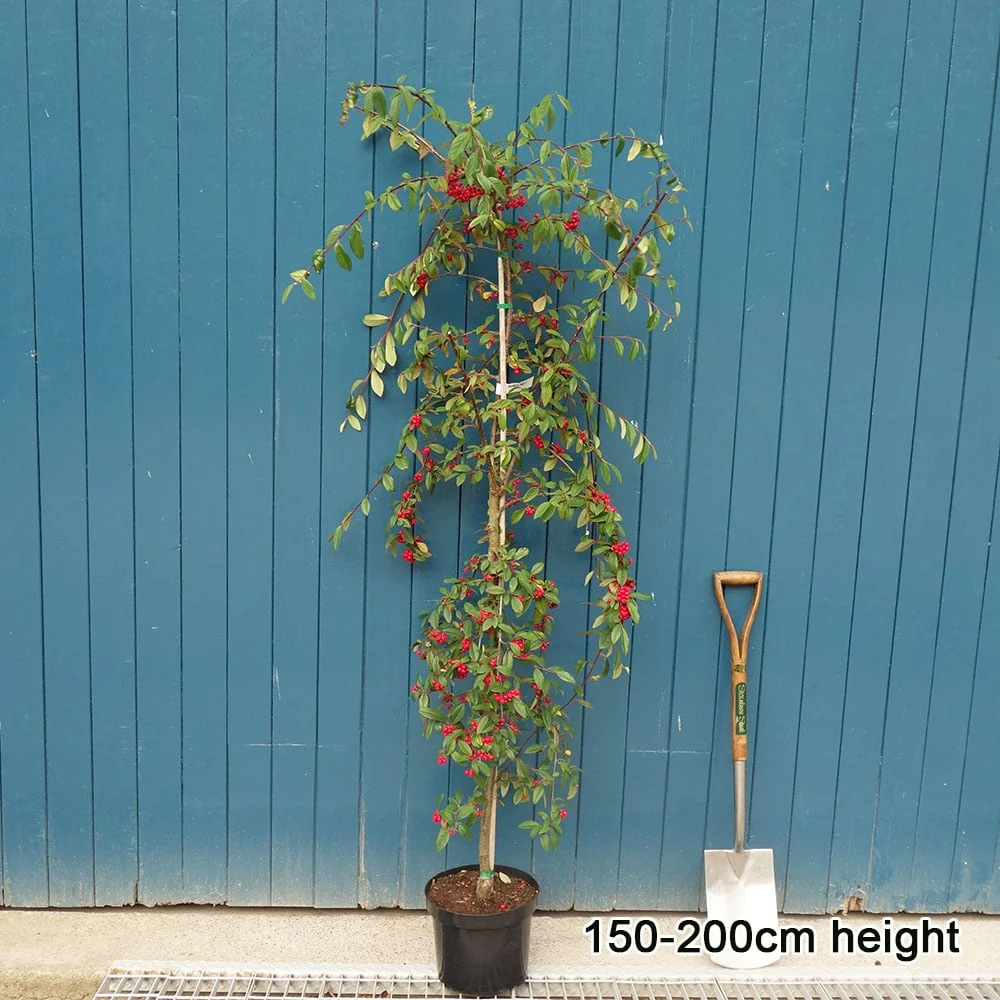 Cotoneaster 'Hybridus Pendulus' Tree - Image 4