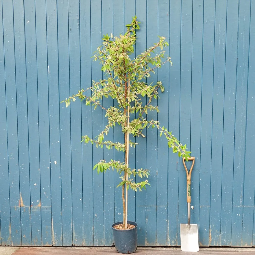Cotoneaster x watereri Tree - Image 4
