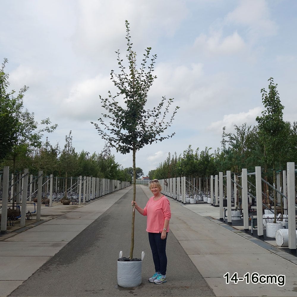 Crataegus laevigata 'Paul's Scarlet' Tree - Image 4
