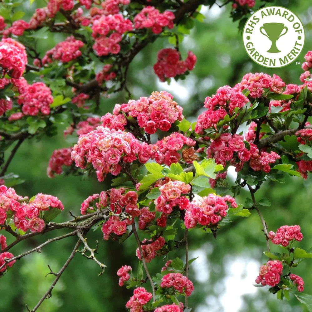 Crataegus laevigata 'Rosea Flore Pleno' Tree