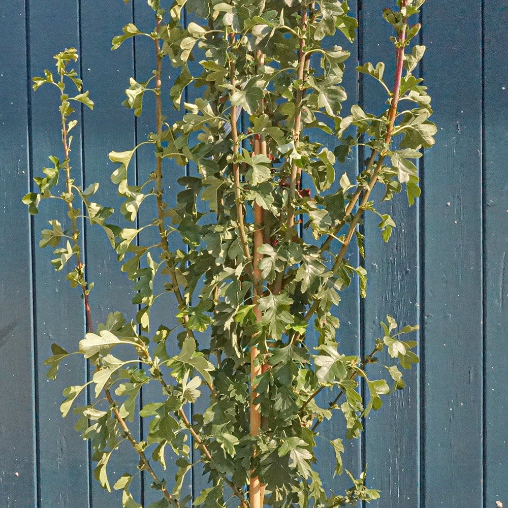 Crataegus monogyna 'Stricta' Tree