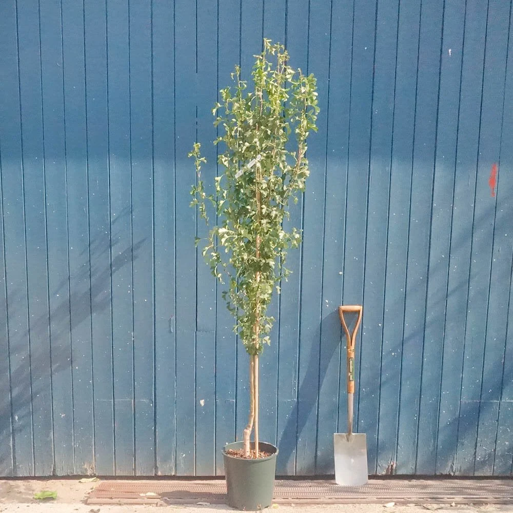 Crataegus monogyna 'Stricta' Tree - Image 2
