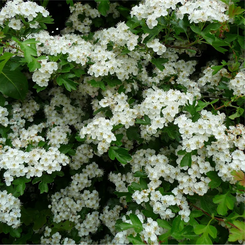 Crataegus monogyna Tree
