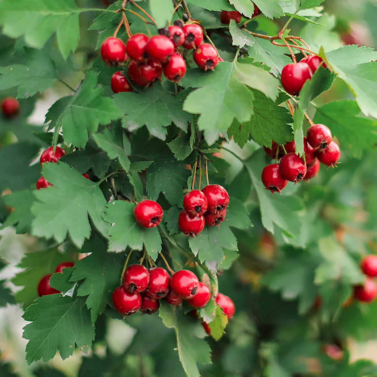 Crataegus monogyna Tree - Image 2
