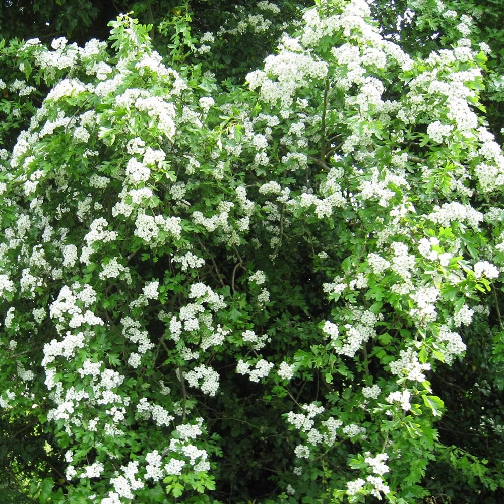Crataegus monogyna Tree - Image 3