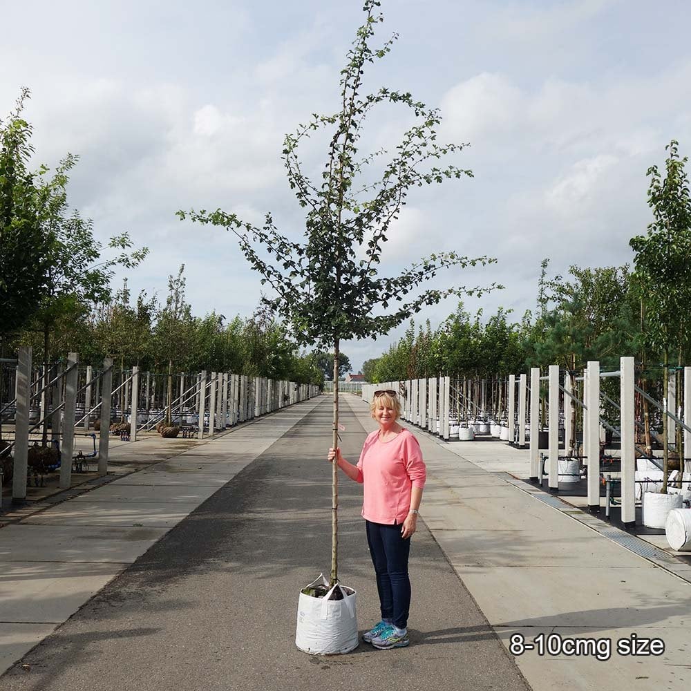 Crataegus monogyna Tree - Image 4