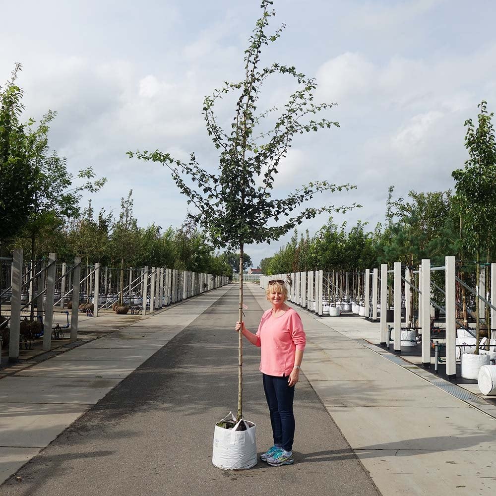 Crataegus monogyna Tree - Image 5