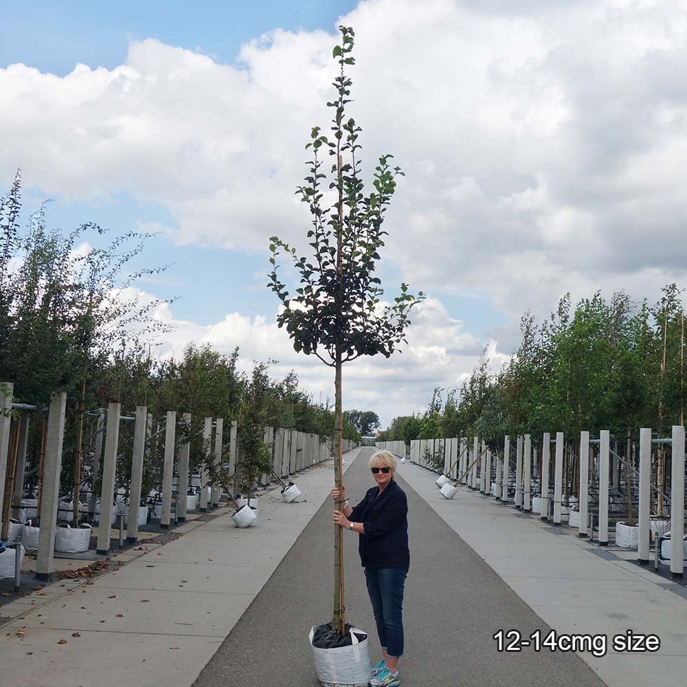 Crataegus prunifolia 'Splendens' Tree - Image 3