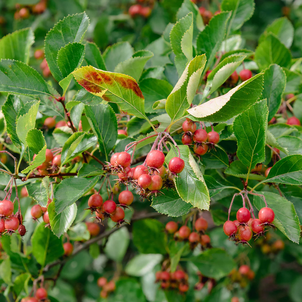 Crataegus succulenta 'Jubilee' Tree