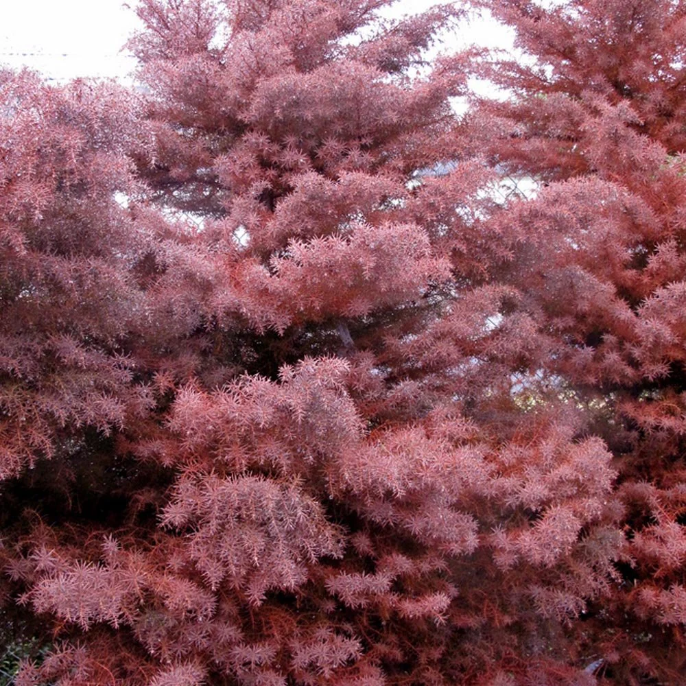 Cryptomeria japonica 'Elegans' Tree - Image 3