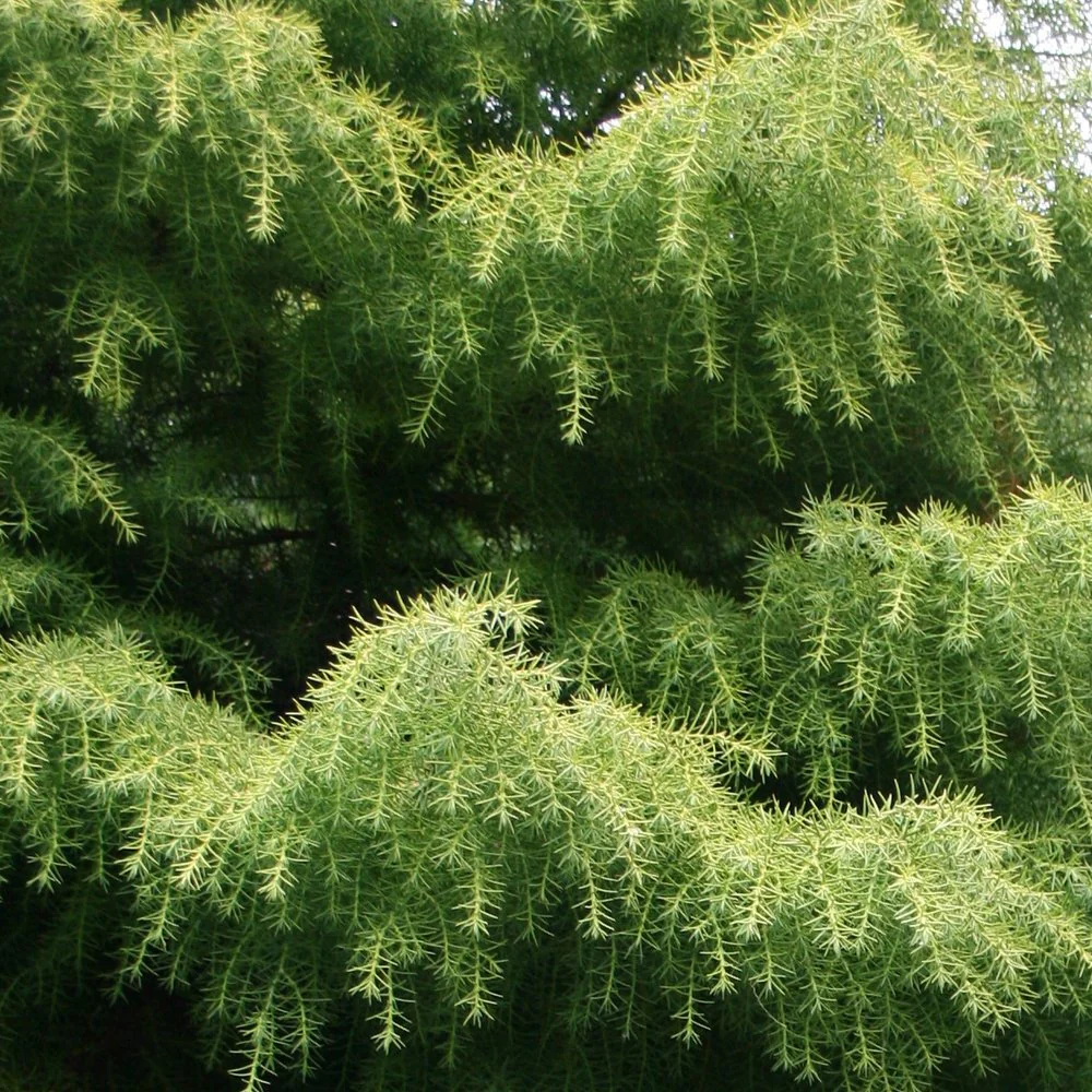 Cryptomeria japonica 'Elegans' Tree - Image 4