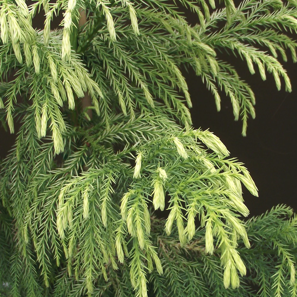 Cryptomeria japonica 'Sekkan-sugi' Tree