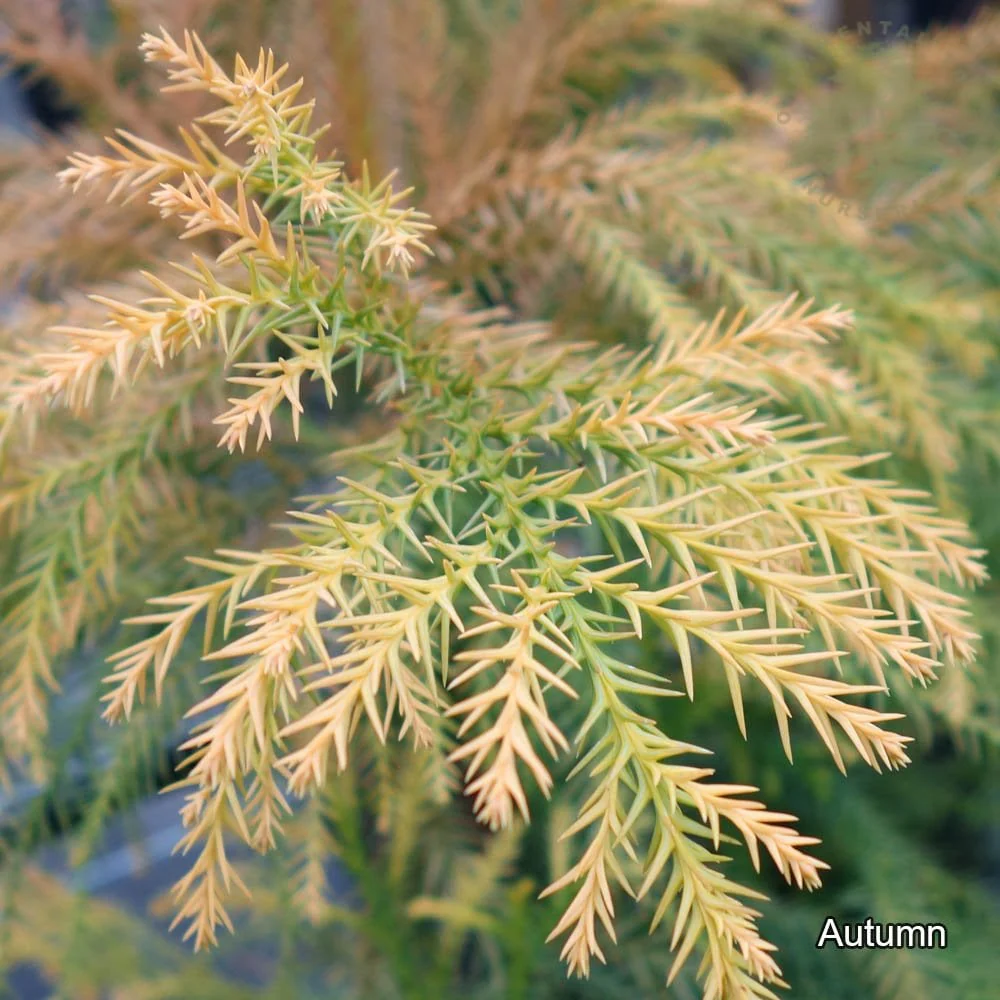 Cryptomeria japonica 'Sekkan-sugi' Tree - Image 2