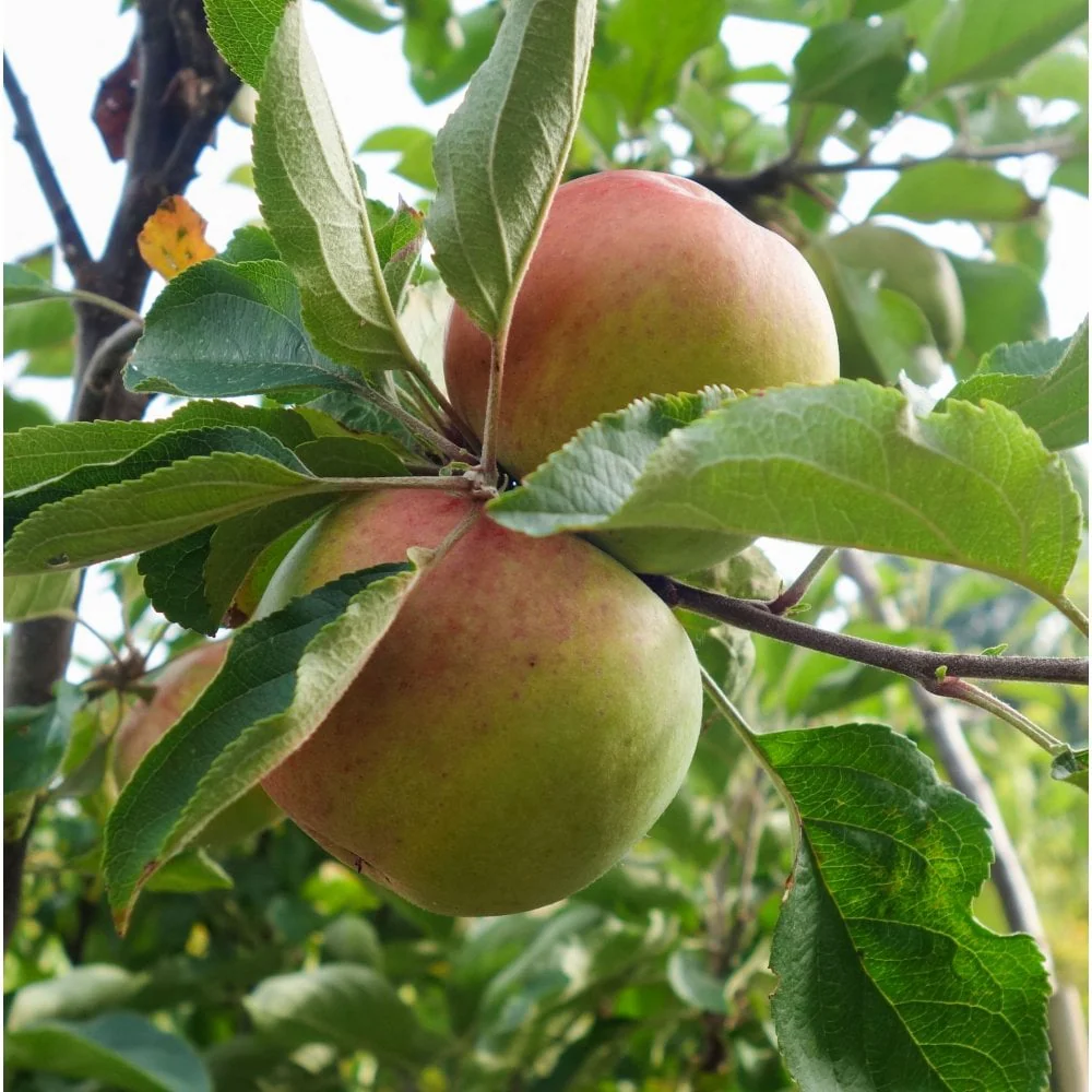 Dabinett Apple Tree