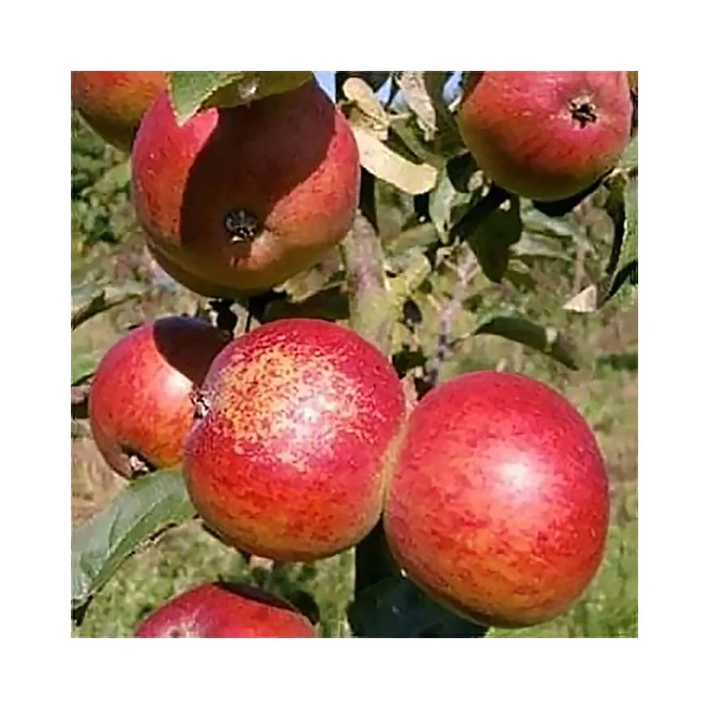 Dabinett Apple Tree - Image 2
